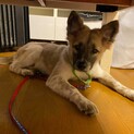 保護っこ♪わく君♪里親絶賛募集中！