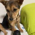 可愛い姉妹モコの安心出来るお家を探しています