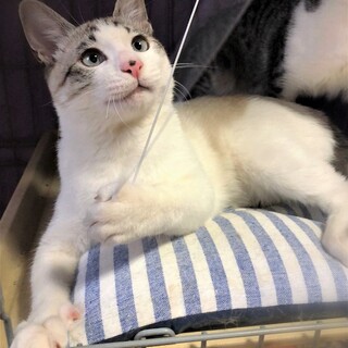 アッシュブルーの瞳☆たろたろ