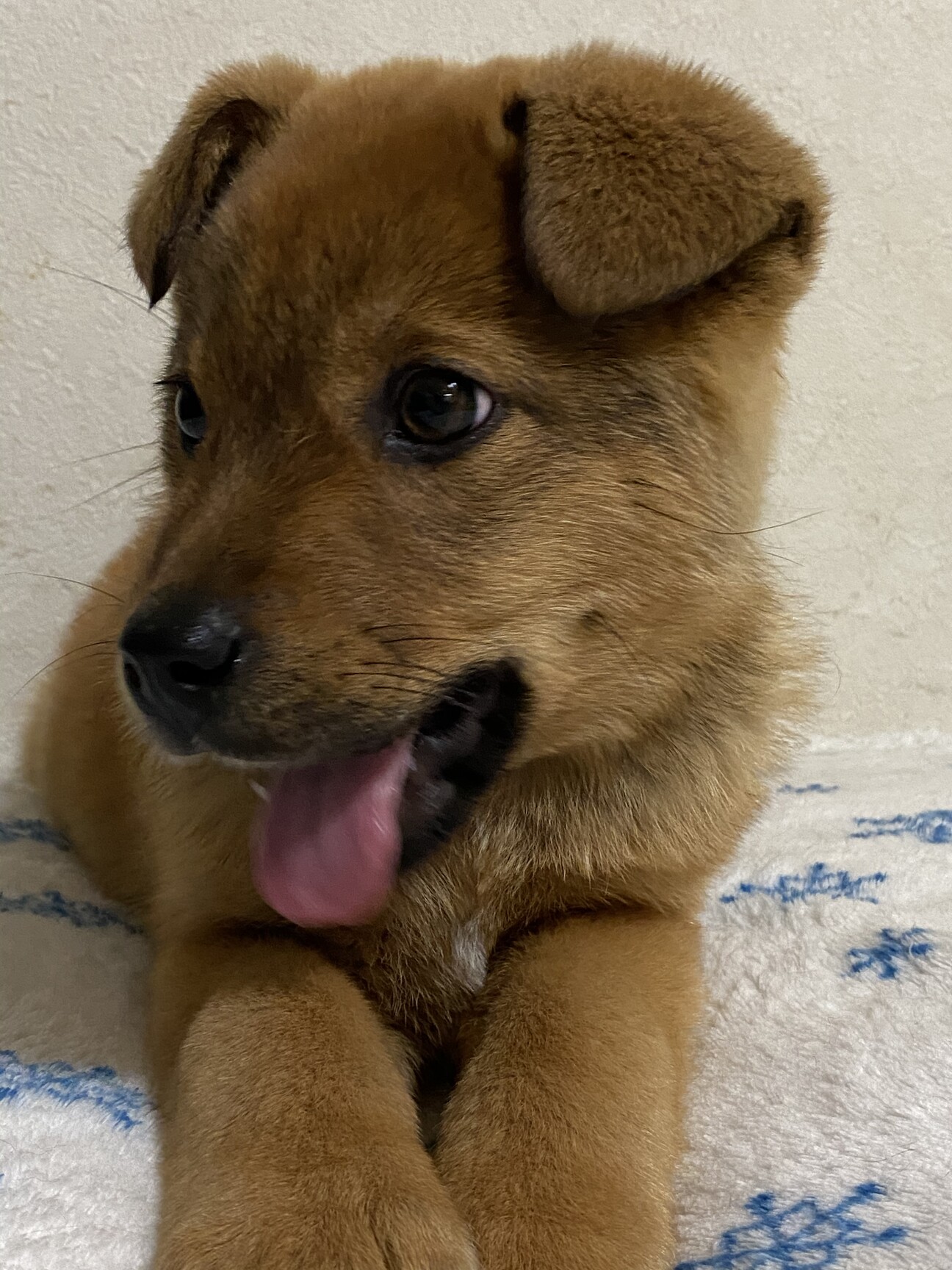 おめめクリクリ可愛い男の 東京都 犬の里親募集 ペットのおうち 月間利用者150万人