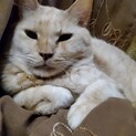  ゴロスリのナッツくん。エイズ陽性だけど元気！