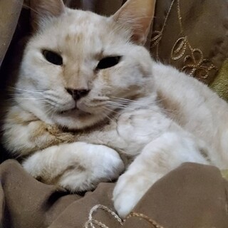  ゴロスリのナッツくん。エイズ陽性だけど元気！