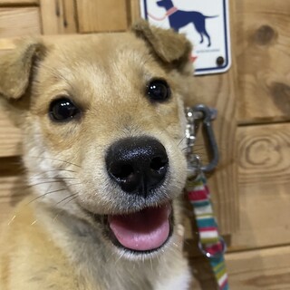 エドワードくんのずっとの家族を探しています。