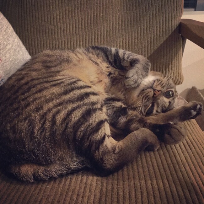 otatsu611のカバー写真