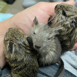 デグーの子供たち募集中です