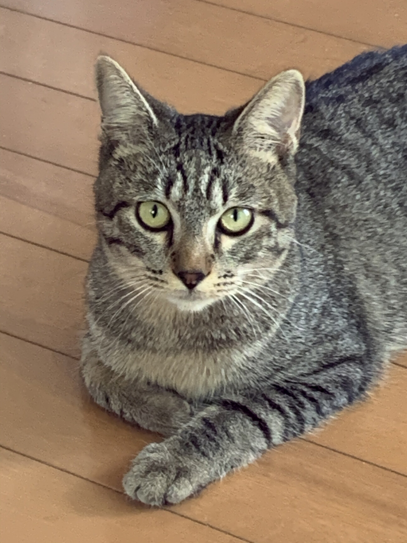 美形キジトラ　プリティーちゃん サムネイル1