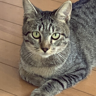 美形キジトラ　プリティーちゃん