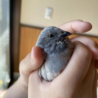 ヒメウズラのオス