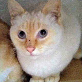 ブルーアイのカラーポイント♡６カ月のハクくん