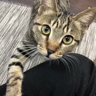 ベタ慣れで抱っこ大好きなトッポくん♂