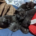 令和3年2月12日頃誕生、黒ネコ子猫（7匹）です