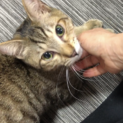 抱っこ好きで一人遊びも上手！綺麗な毛並みスーくん