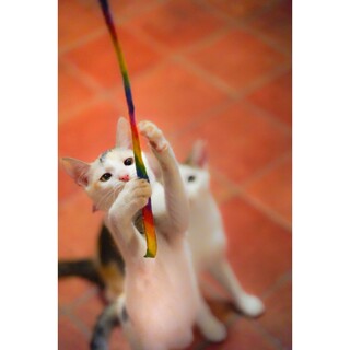 ポンちゃん