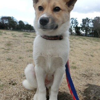 おっとりした女の子「はるるん」