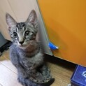キジトラ３か月