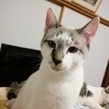 こまった顔が可愛いシャム系のモカ君★