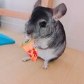 チンチラくんの里親募集！