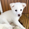 アンヨ短め　3/14Terra里親会に参加❣️