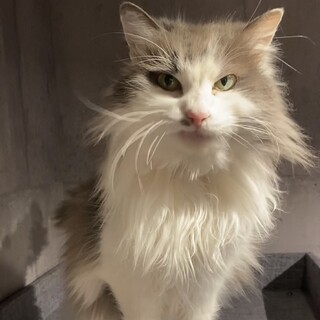 長毛ゴージャスなネージュちゃん