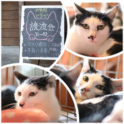 猫の譲渡会in浜松