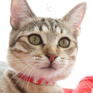 ターシャちゃん、大人しくてとても性格の良い子です。