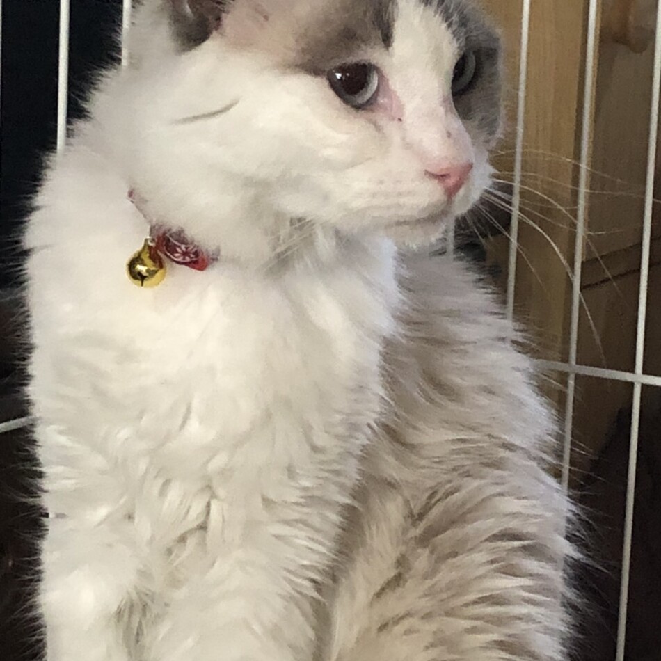 カオレのカバー写真