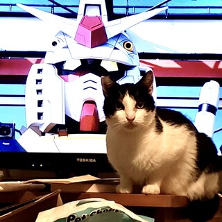 おっとりまるめろ君。3歳