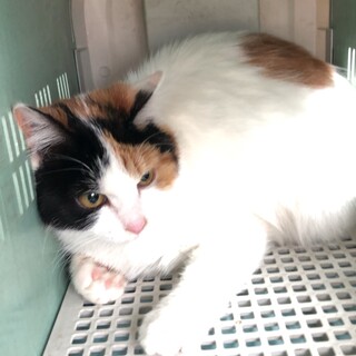 綺麗な三毛にゃん6か月　抱っこ、なでなでできます。