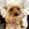 可愛いヨーキーのやえちゃん