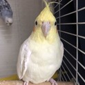 オカメインコの里親募集
