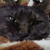 の写真