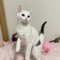 ★ランちゃん★6ヶ月子猫★美人な甘えん坊★