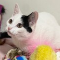 ★レンちゃん★6ヶ月子猫★甘えん坊の女の子★