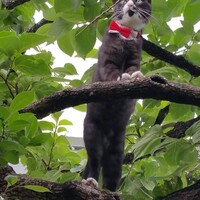 くろっち
