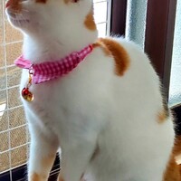 ぺぺ