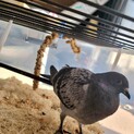 ドバトの里親を募集しております