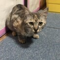 甘えん坊な小春です。抱っこして！！