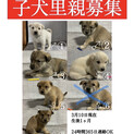 ☆雑種 生後1ヶ月ほど☆