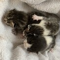 小屋裏で野良猫が３匹産んだ子を救出保護しました。
