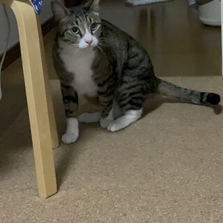 キジトラ/去勢済み猫ちゃん/ココちゃん