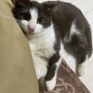 お陰様で近所で良い里親さんが見つかりました