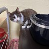 お陰様で近所で良い里親さんが見つかりました サムネイル5