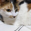 ツンデレ三毛猫　えるちゃん