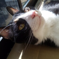 ねこにすと２８　写真パネル展　有楽町マルイ