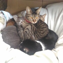 鎌倉ねこサロン