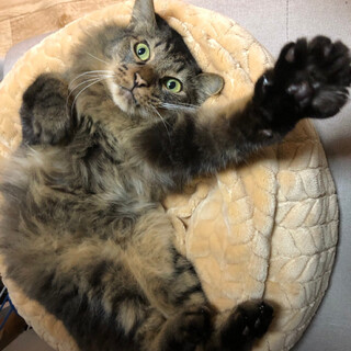 もふもふ甘えん坊のキング君