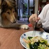 あげませんよ。