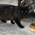 5歳くらいの黒猫長毛『フェルト』