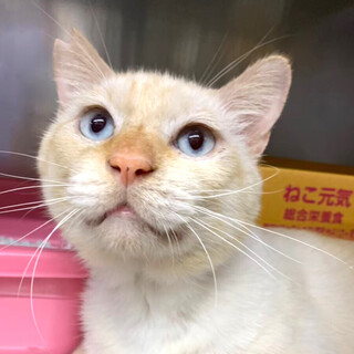 多頭飼育よりレスキュー！シャムMIXクリーム君