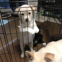 里親様決定！元気いっぱい★2ヶ月半メス